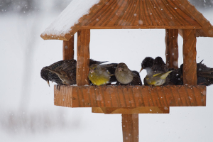 Pomoč pticam pozimi - Gorenc.si