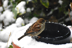 Pomoč pticam pozimi - Gorenc.si