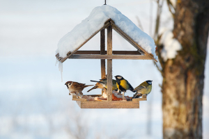 Pomoč pticam pozimi - Gorenc.si