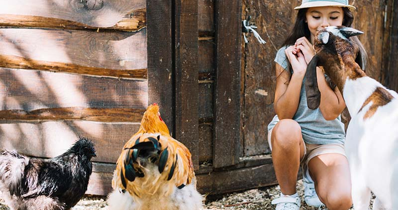 Kako v vročih dneh poskrbeti za rejne živali
