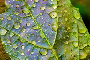 Vpliv CO2 na pridelek - Gorenc.si