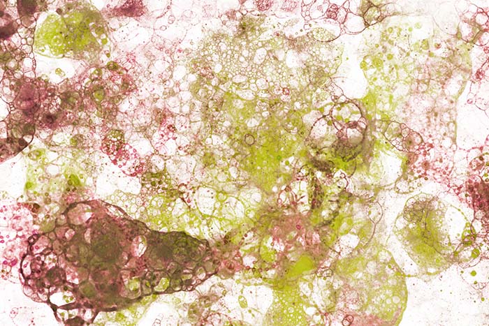 Kako preprečiti plesen v rastlinjaku? - Gorenc.si