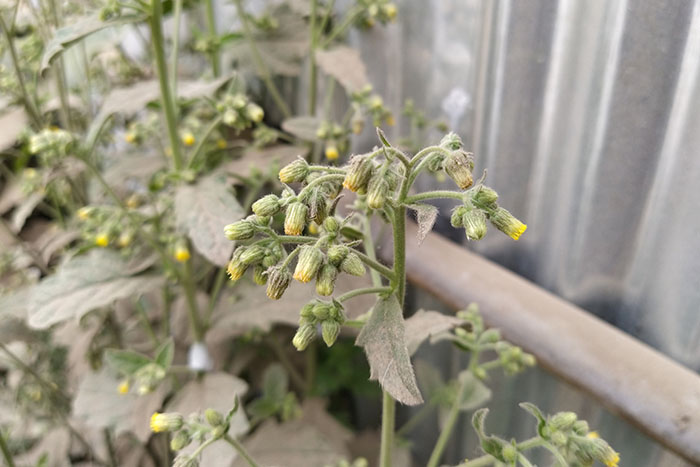 Kako preprečiti plesen v rastlinjaku? - Gorenc.si