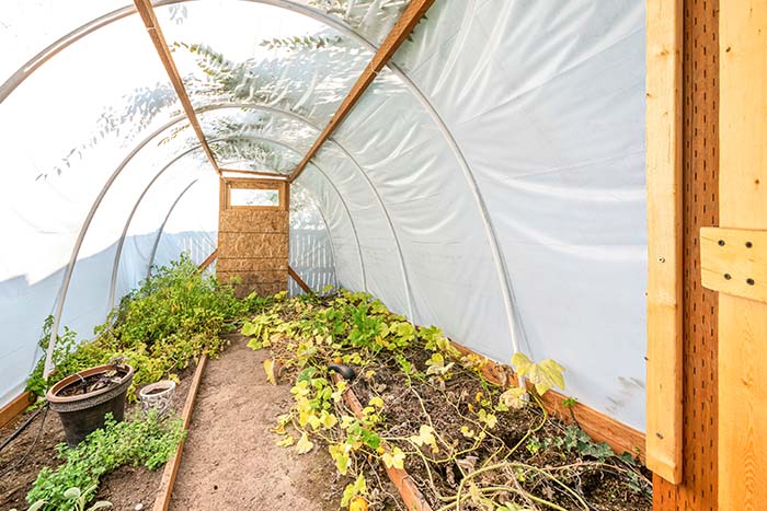 Kako preprečiti plesen v rastlinjaku? - Gorenc.si