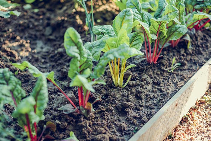 Jesensko pripravljene gredice