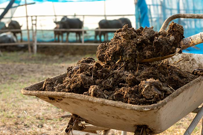 Jesensko pripravljene gredice