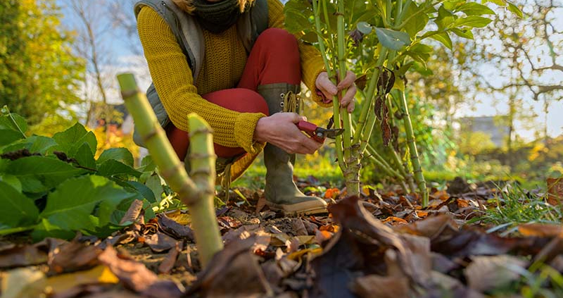 Jesensko pripravljene gredice