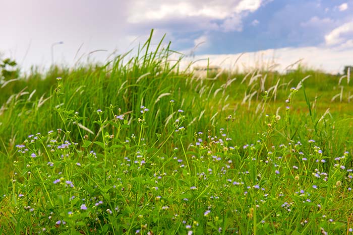 Kako privabiti opraševalce še pred pomladjo