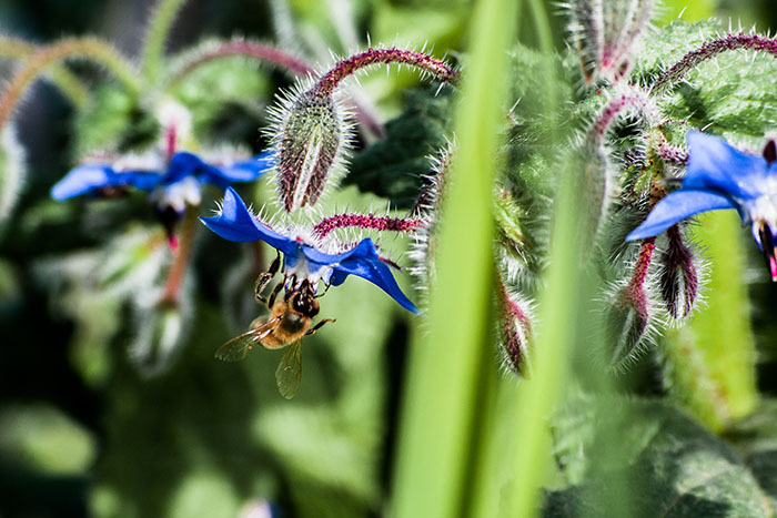 Kako privabiti opraševalce še pred pomladjo
