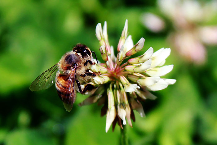 Kako privabiti opraševalce še pred pomladjo
