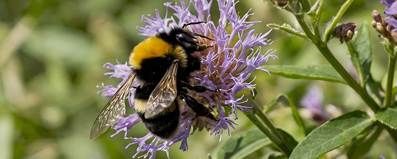 Kako privabiti opraševalce še pred pomladjo