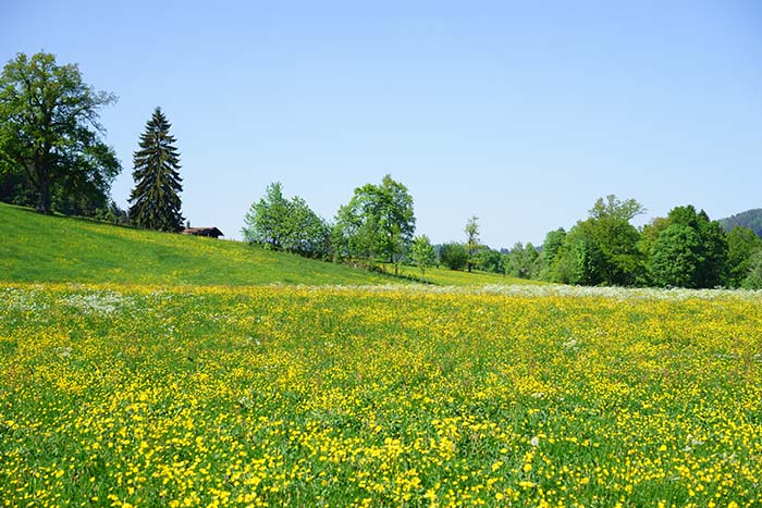 Travniška brana Graser – vsestranski priključek za nego travnih površin