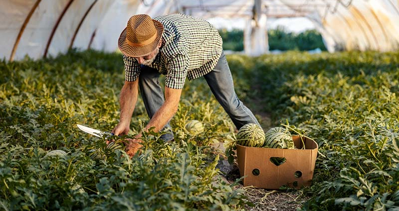 Kako letos pristopiti k certificiranemu ekološkemu kmetovanju