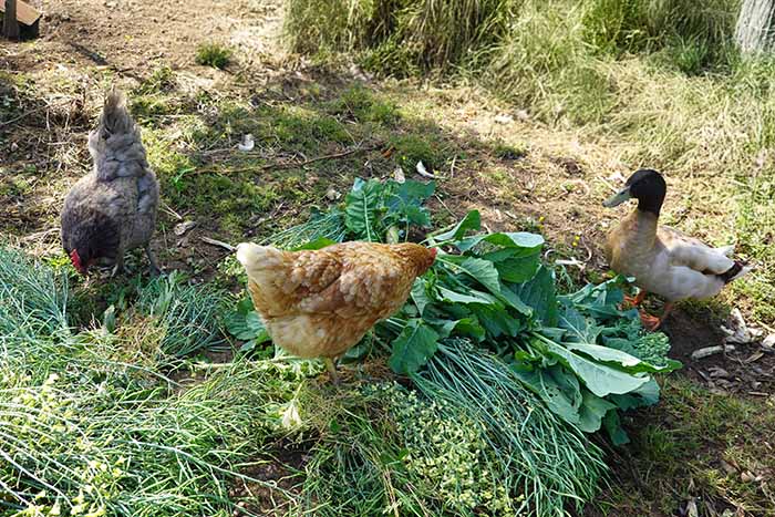 Kokoši na vrtu in v sadovnjaku