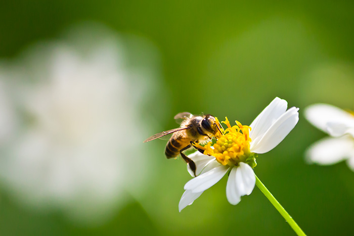 Nagrada Zlata čebela 2026 