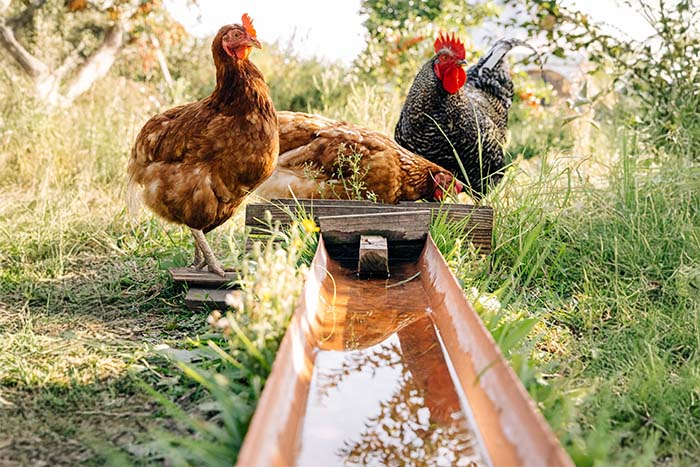 Kokoši na vrtu in v sadovnjaku