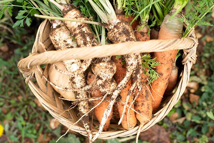 Priprava zemljanke za shranjevanje pridelkov