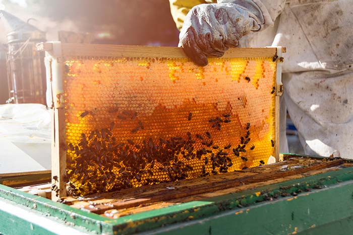 Nagrada Zlata čebela 2026 