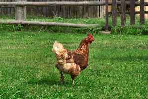 Kokoši na vrtu in v sadovnjaku