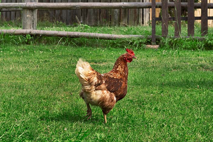 Kokoši na vrtu in v sadovnjaku