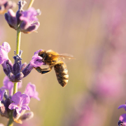 Nagrada Zlata čebela 2026