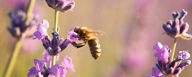 Nagrada Zlata čebela 2026