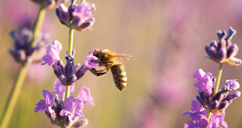 Nagrada Zlata čebela 2026