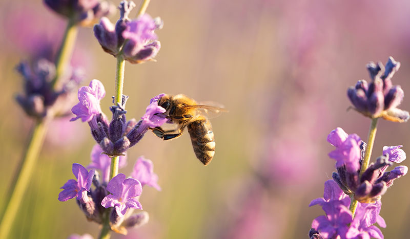 Nagrada Zlata čebela 2026