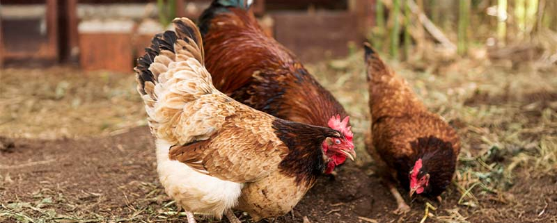 Kokoši na vrtu in v sadovnjaku