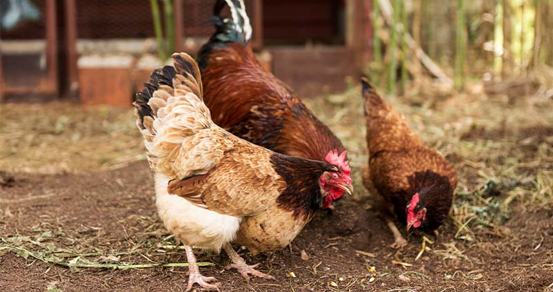 Kokoši na vrtu in v sadovnjaku