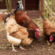 Kokoši na vrtu in v sadovnjaku