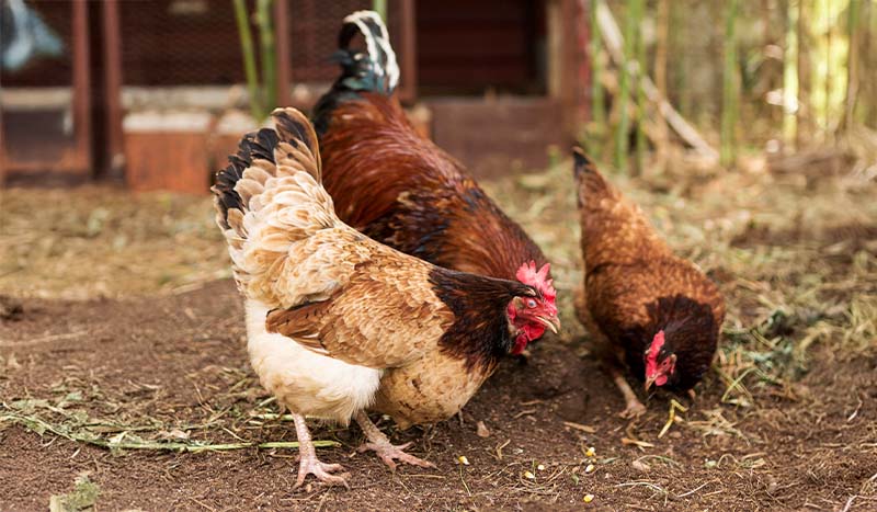 Kokoši na vrtu in v sadovnjaku
